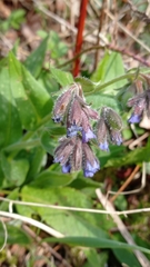 Pulmonaria longifolia