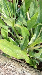 Pulmonaria longifolia