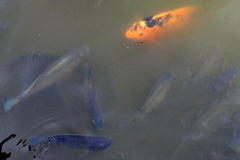 Amphilophus citrinellus