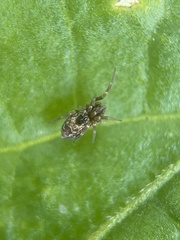 Dictyna uncinata