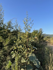 Abutilon angulatum angulatum