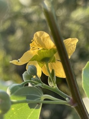 Abutilon angulatum angulatum
