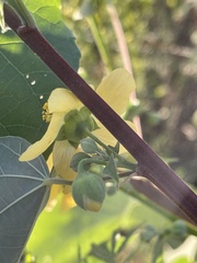 Abutilon angulatum angulatum
