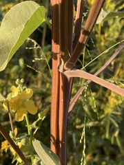 Abutilon angulatum angulatum
