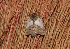 Euglyphis argyphea