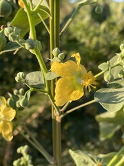 Abutilon angulatum angulatum