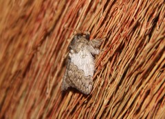 Euglyphis argyphea