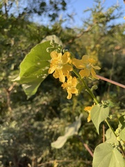 Abutilon angulatum angulatum
