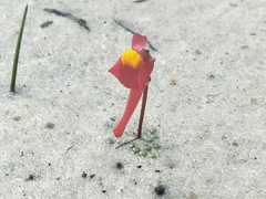 Utricularia menziesii