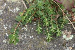 Hypericum humifusum