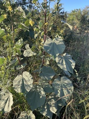 Abutilon angulatum angulatum