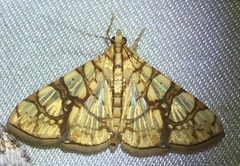 Glyphodes caesalis