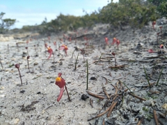 Utricularia menziesii