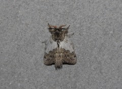 Euglyphis argyphea