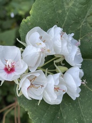 Dombeya pulchra