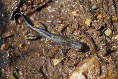 Pleurodelinae