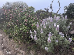 Lupinus arboreus eximius