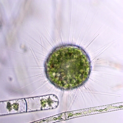 Acanthocystis turfacea