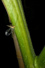 Oecanthus dulcisonans