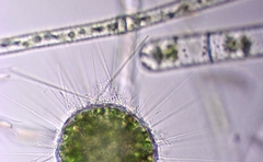 Acanthocystis turfacea