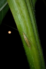 Oecanthus dulcisonans