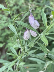 Polygala virgata