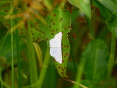 Ptychamalia perlata