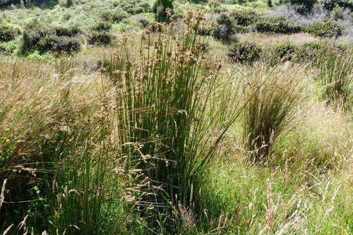 Juncus procerus