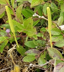 Lycopodium lagopus