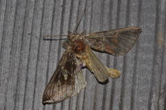 Autographa bractea