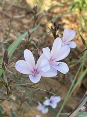 Barleria meyeriana