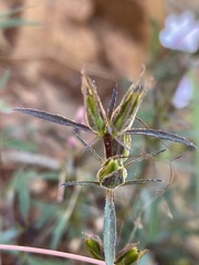 Barleria meyeriana
