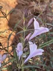 Barleria meyeriana