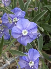 Evolvulus arizonicus