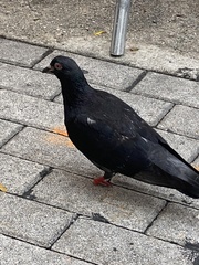Columba livia domestica
