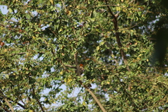 Melanerpes chrysogenys