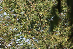 Melanerpes chrysogenys
