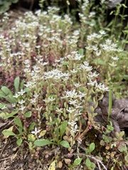 Sedum pusillum