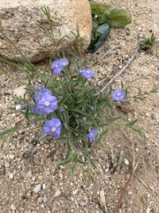 Evolvulus arizonicus