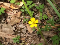 Ranunculus colonorum