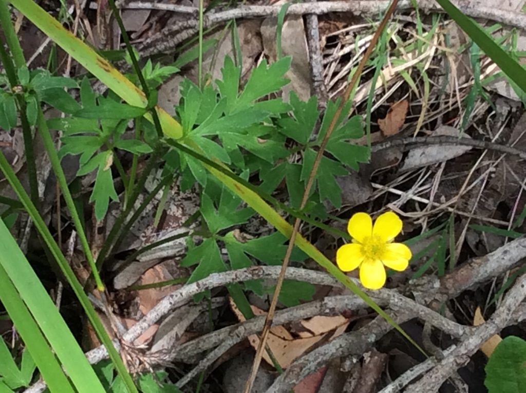 Ranunculus colonorum