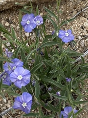 Evolvulus arizonicus