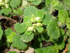 Chrysosplenium hebetatum