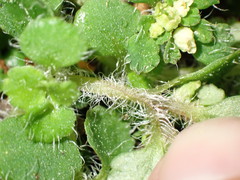 Chrysosplenium hebetatum