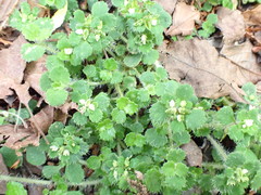 Chrysosplenium hebetatum