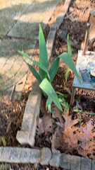 Iris domestica