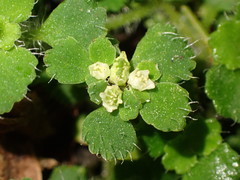 Chrysosplenium hebetatum