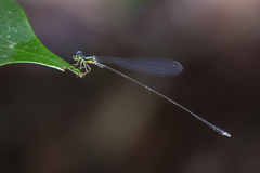 Amphicnemis gracilis