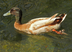 Anas platyrhynchos domesticus