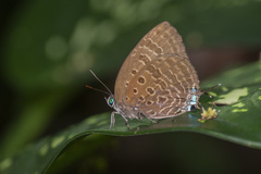 Arhopala athada